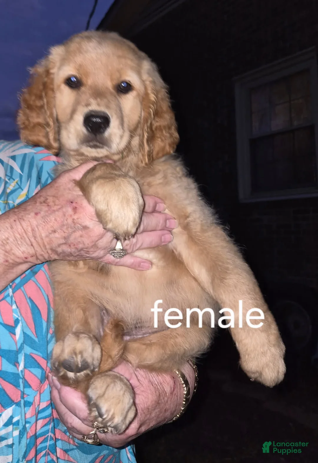 Golden Retriever dogs for sale: Girl 1 - Ad 1
