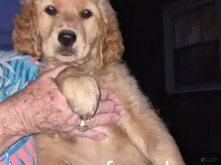Golden Retriever dogs Girl 1 - Ad 7