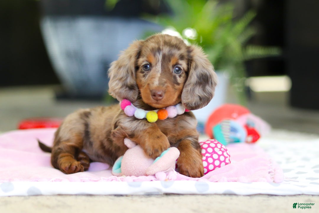 Dachshund dogs for sale: Avery - Ad 2