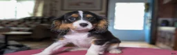 Cavalier King Charles Spaniel dogs for sale: Stella - Ad 1