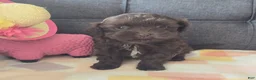 Maltipoo dogs for sale: Coco Rose  - Ad 3