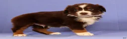 Miniature Australian Shepherd dogs for sale: Mark - Ad 4