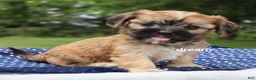 Mixed Breed dogs for sale: Nash - Ad 5