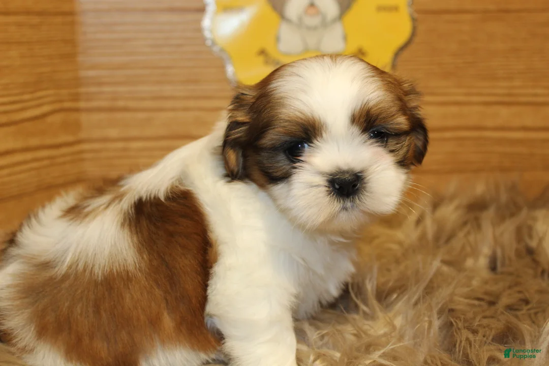 Shih Tzu dogs for sale: Bailey - Ad 2