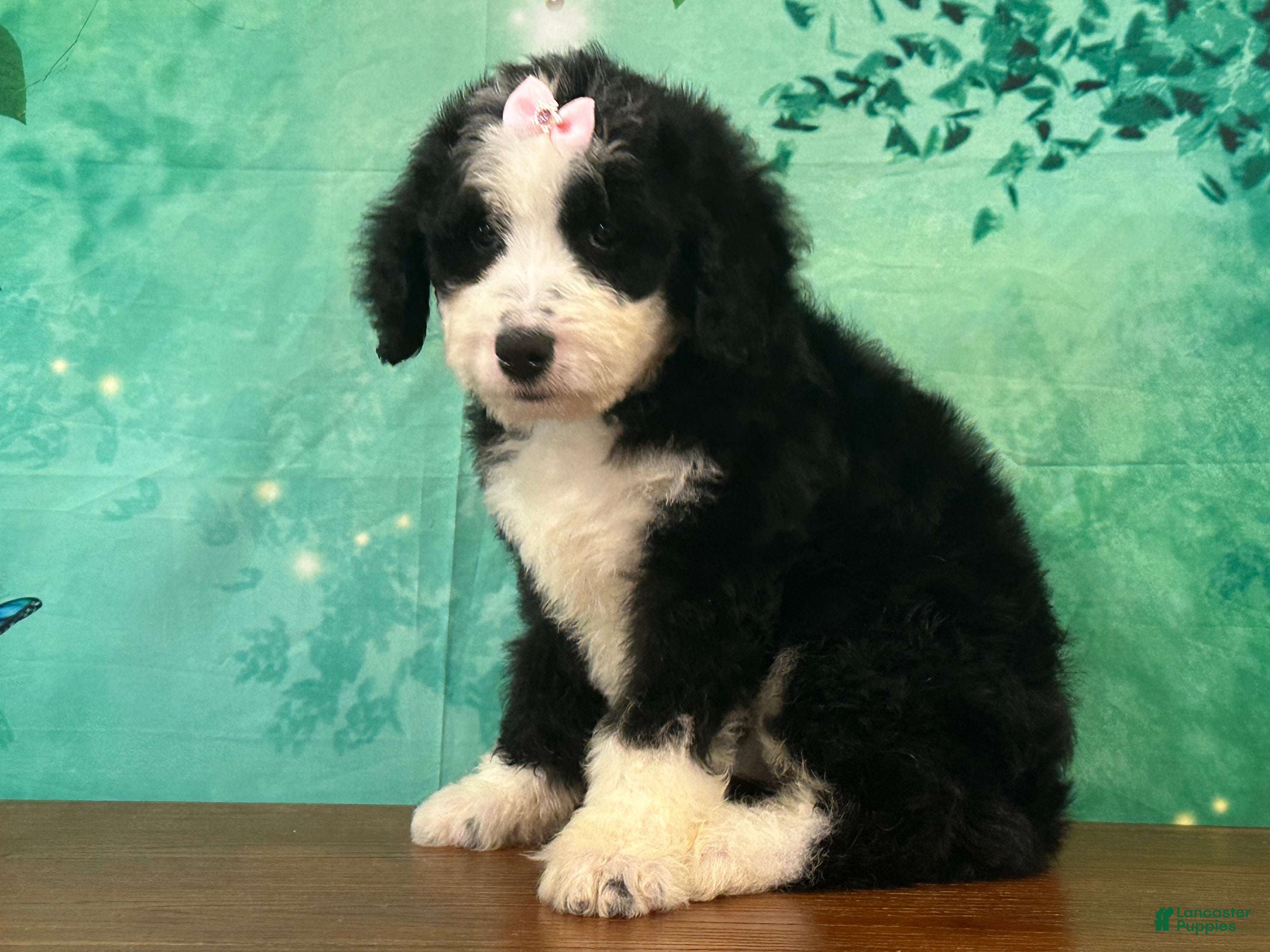 Bernedoodle dogs Jessie - Ad 1