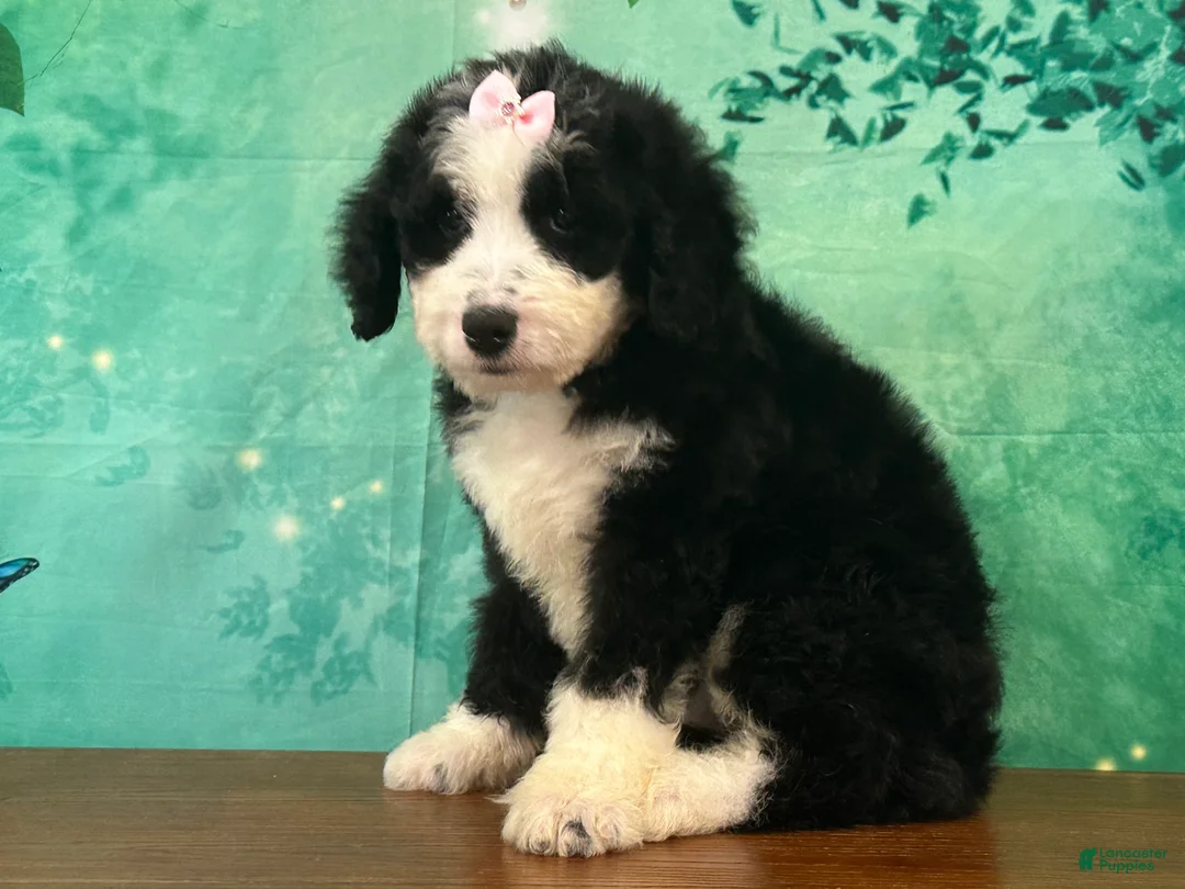 Bernedoodle dogs for sale: Jessie - Ad 1