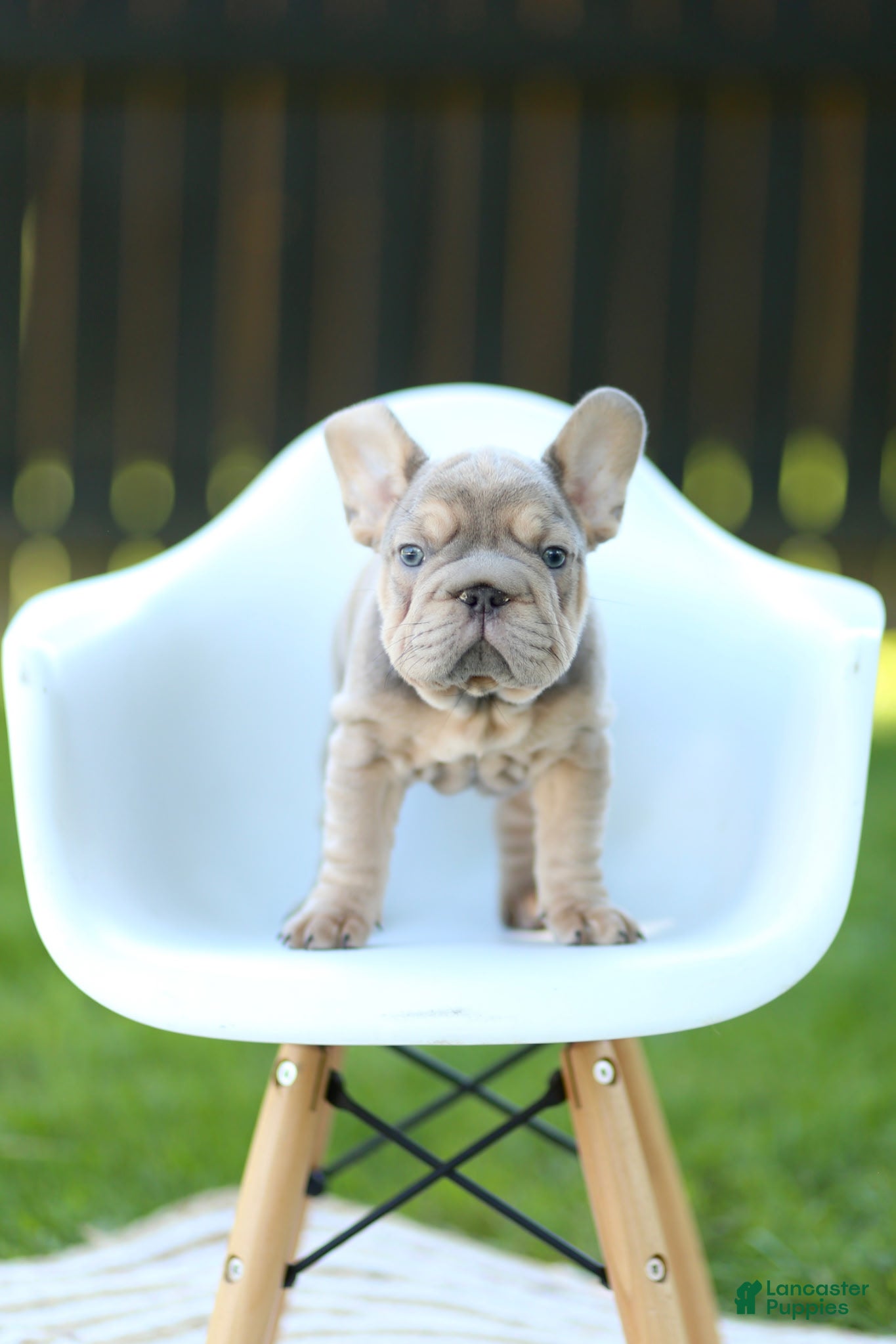 French Bulldog dogs Andre - Ad 2