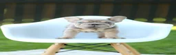 French Bulldog dogs for sale: Andre - Ad 2