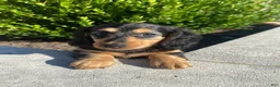 Miniature Dachshund dogs for sale: Nala - Ad 7