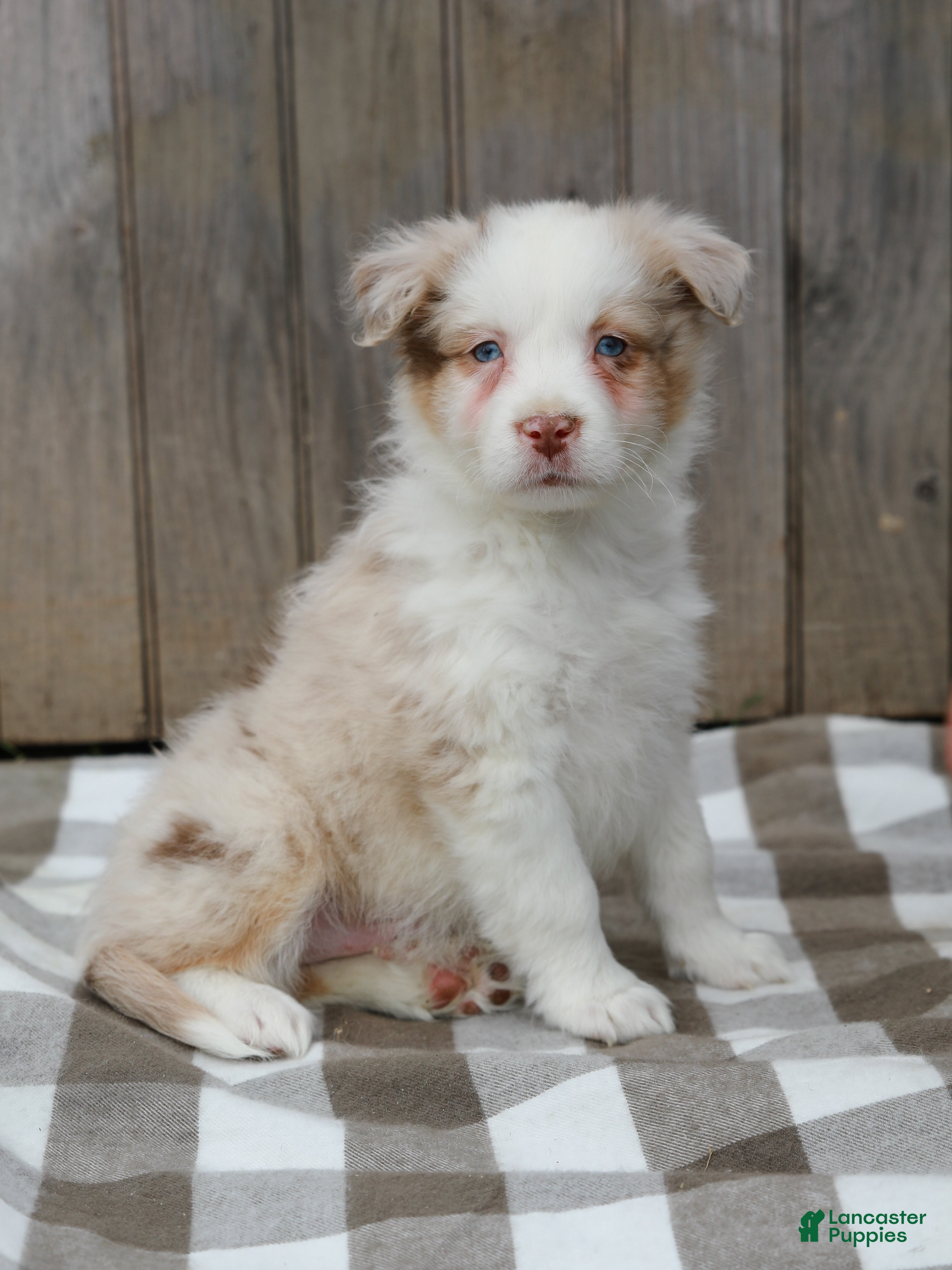 Australian Shepherd dogs Ryan - Ad 1