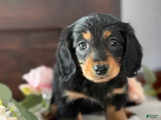 Miniature Dachshund dogs Mac - Ad 1