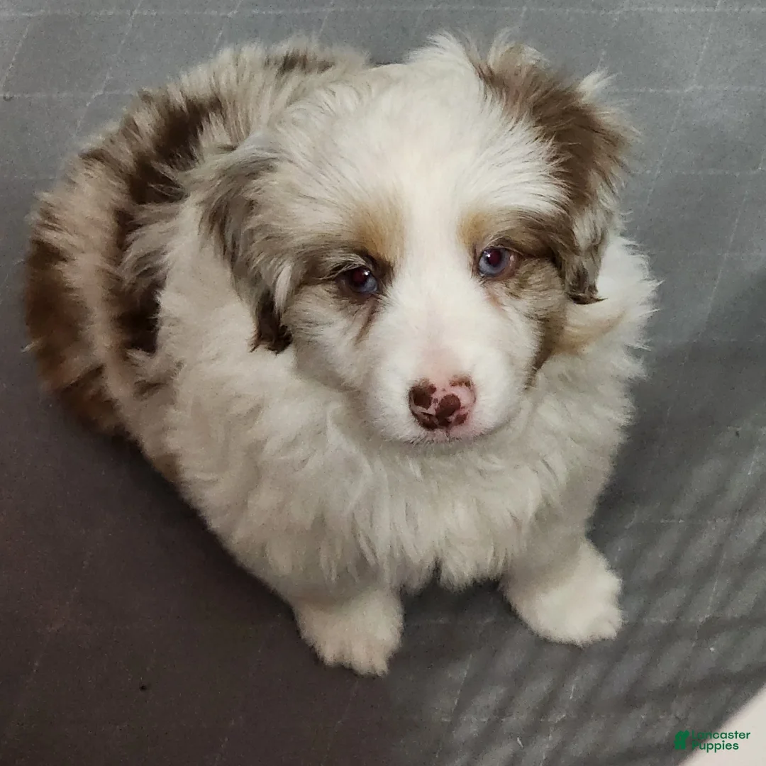Toy Australian Shepherd dogs for sale: Eve  - Ad 1