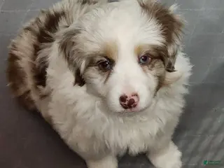 Toy Australian Shepherd dogs Eve - Ad 10