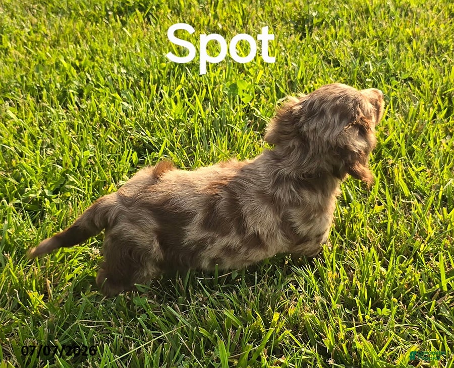 Dachshund dogs Spot - Ad 1