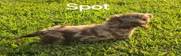 Dachshund dogs for sale: Spot - Ad 1