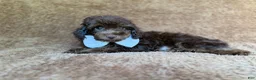 Cavapoo dogs for sale: Chase - Ad 4