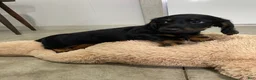 Miniature Dachshund dogs for sale: Brody - Ad 9
