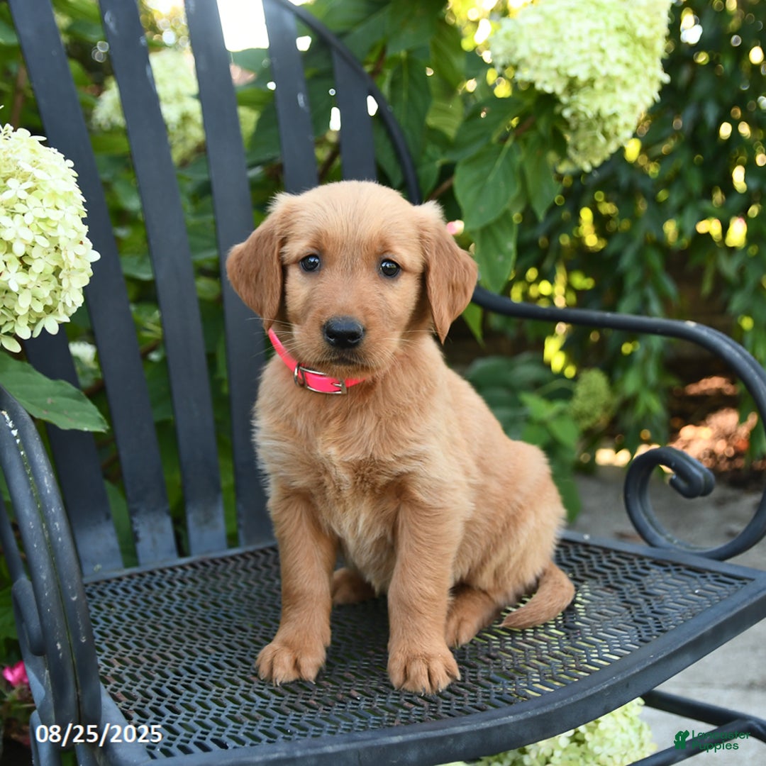 Dog Breed Havanese Golden Retriever Mix Black Lab Mix Breed - Main Image