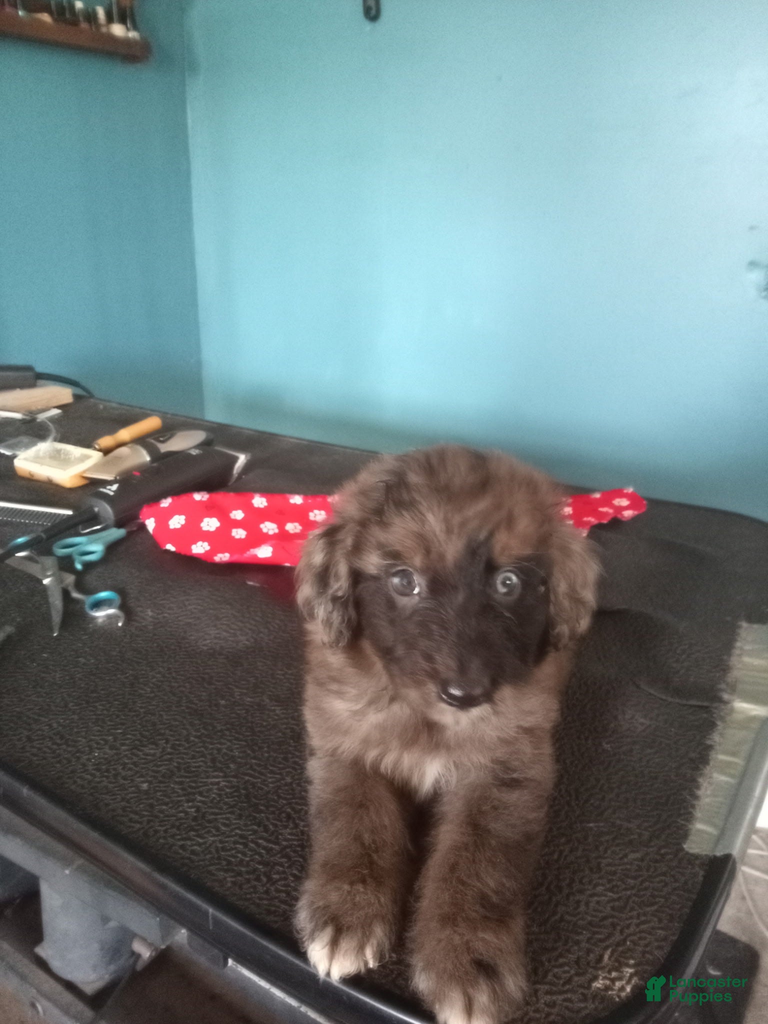 Aussiedoodle dogs Aussiedoodle 3 - Ad 1