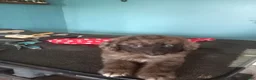 Aussiedoodle dogs for sale: Aussiedoodle 3 - Ad 1