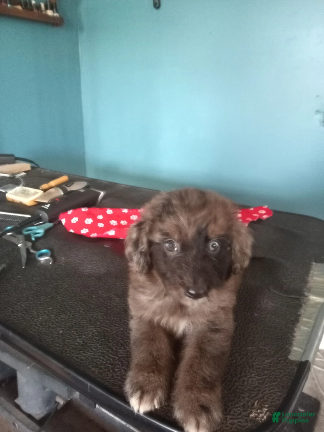 Aussiedoodle dogs for sale: Aussiedoodle 3 - Ad 1