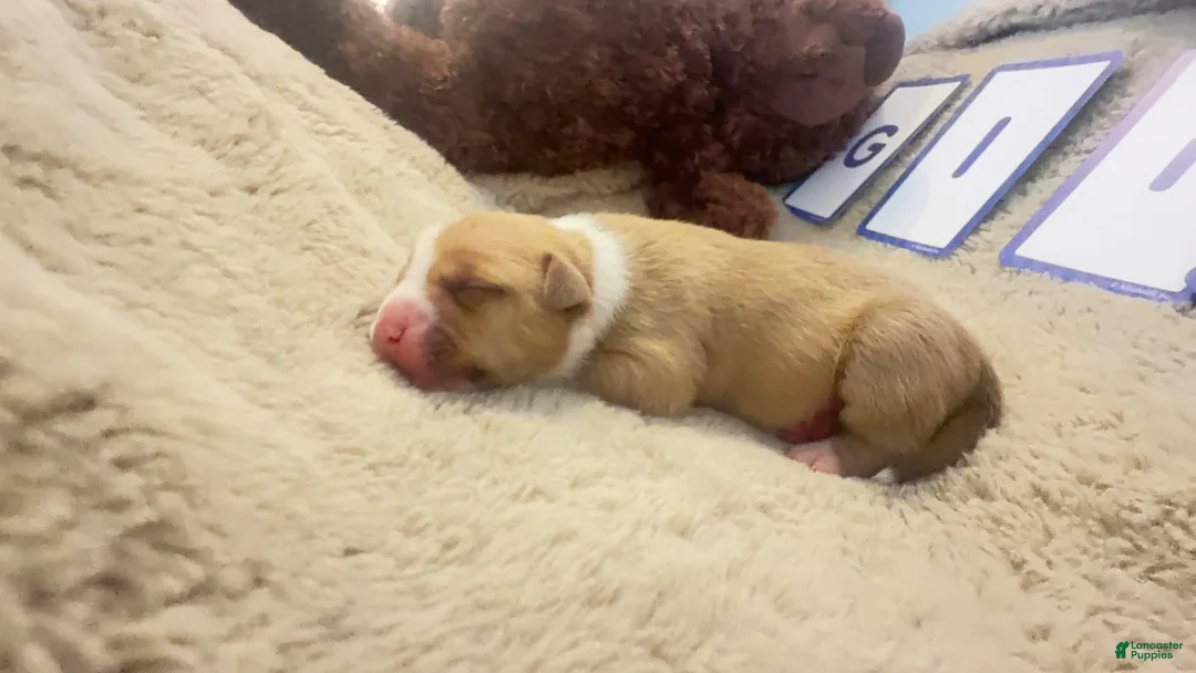 American Bully dogs for sale: American Bully 5 - Ad 1