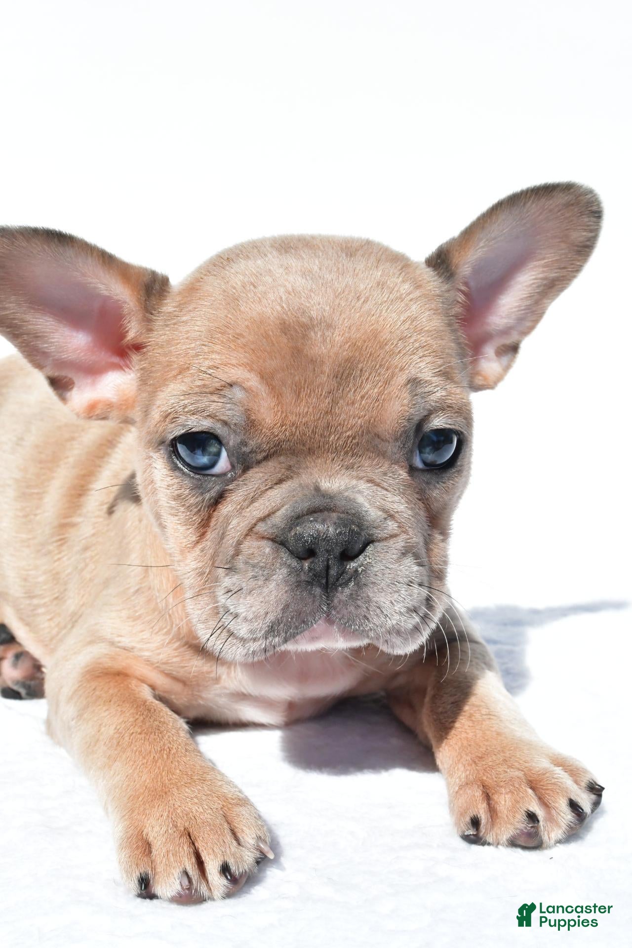French Bulldog dogs Chloe - Ad 2