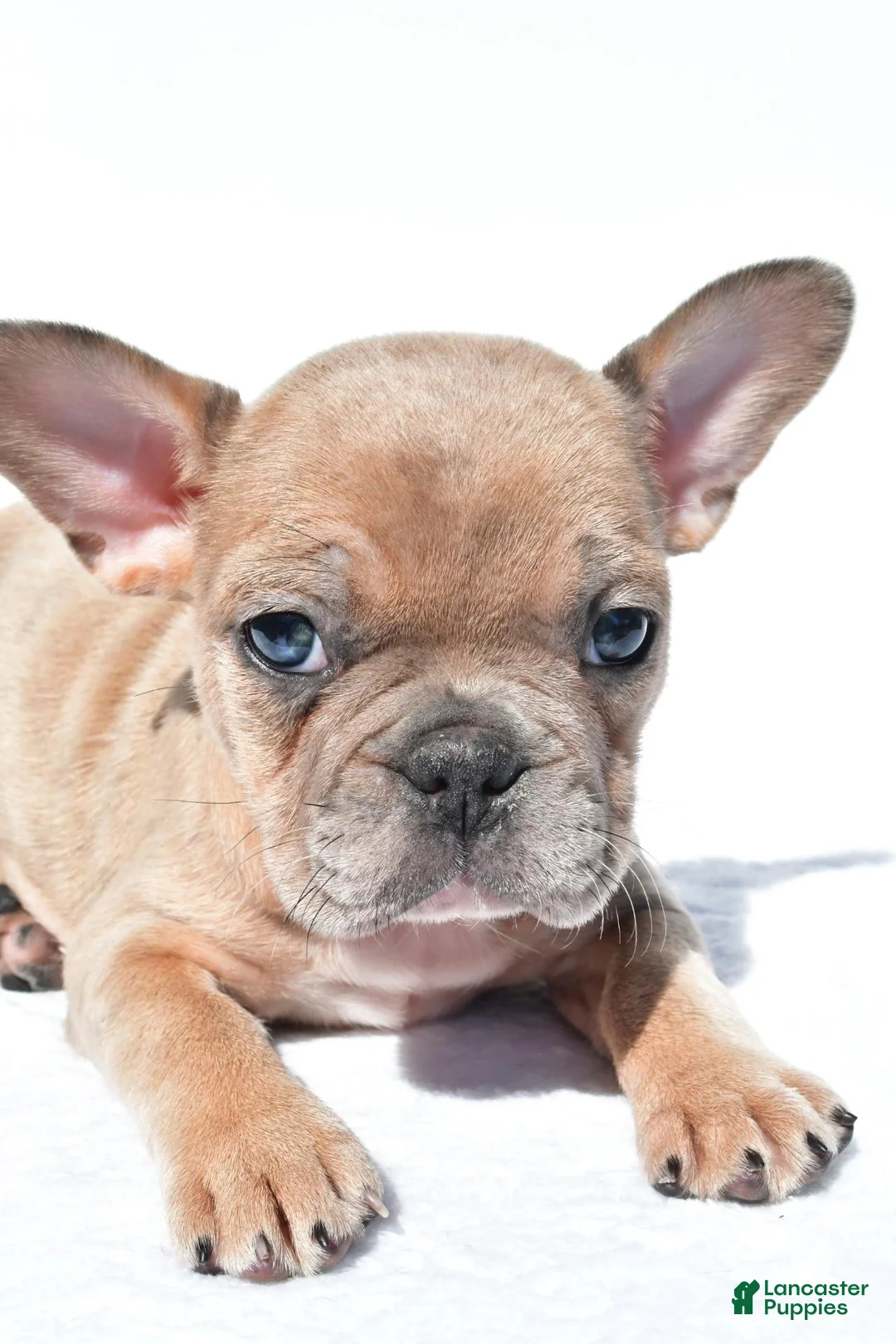 French Bulldog dogs for sale: Chloe - Ad 2
