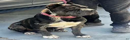 Cane Corso dogs for sale: Female Sentinel Soul’s Black Prada *Black & White North American Mastiff* - Ad 4