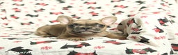 French Bulldog dogs for sale: Minnie - Ad 2