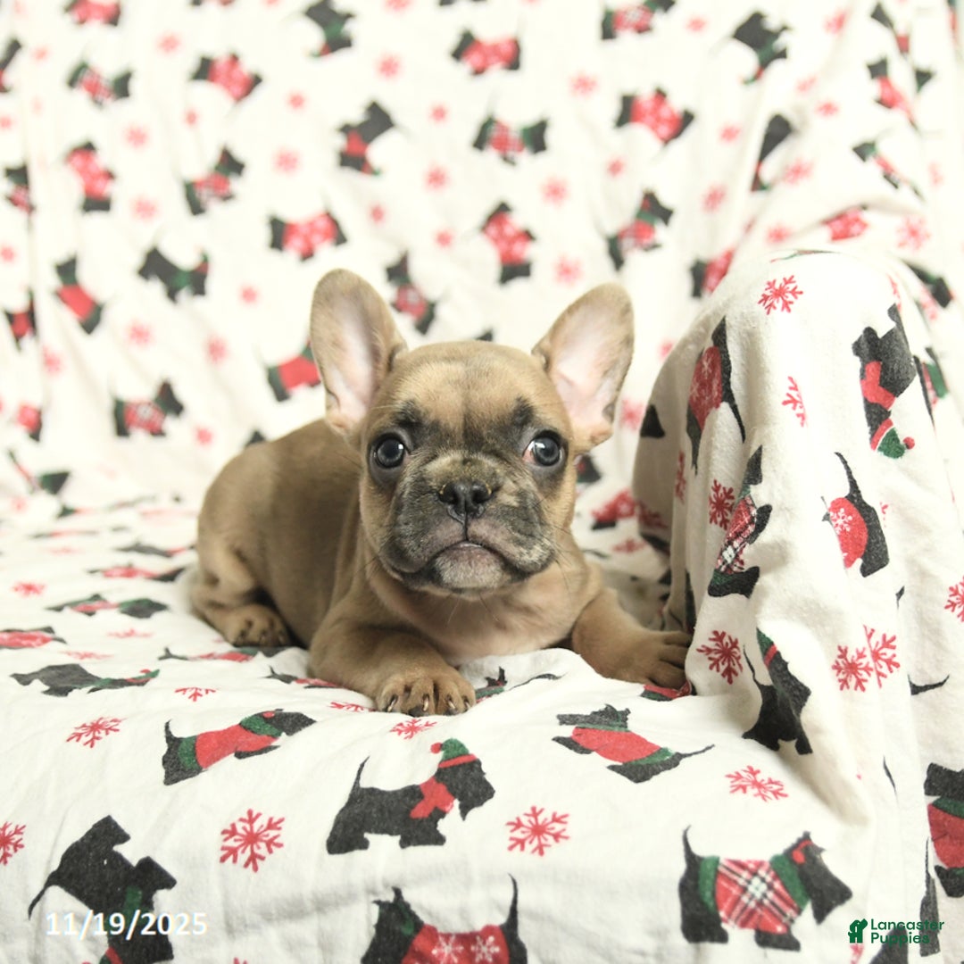 French Bulldog dogs for sale: Minnie - Ad 2
