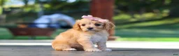 Cavapoo dogs for sale: Sky - Ad 3