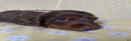 Miniature Dachshund dogs for sale: Tootsie - Ad 24