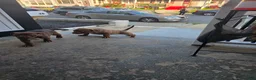 American Bully dogs for sale: American Bully 1 - Ad 3