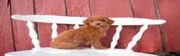 Miniature Poodle dogs for sale: Denver  💕🐶 - Ad 2