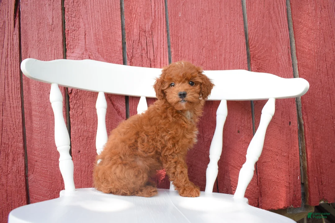 Miniature Poodle dogs for sale: Denver  💕🐶 - Ad 2