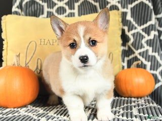 Welsh Corgi Pembroke dogs - Ad 27