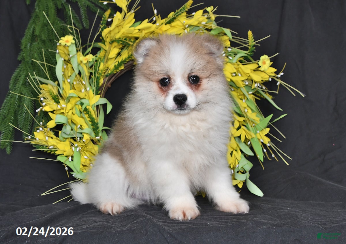 Pomeranian dogs Rover - Ad 1