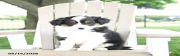 Mixed Breed dogs for sale: Rudi - Ad 2