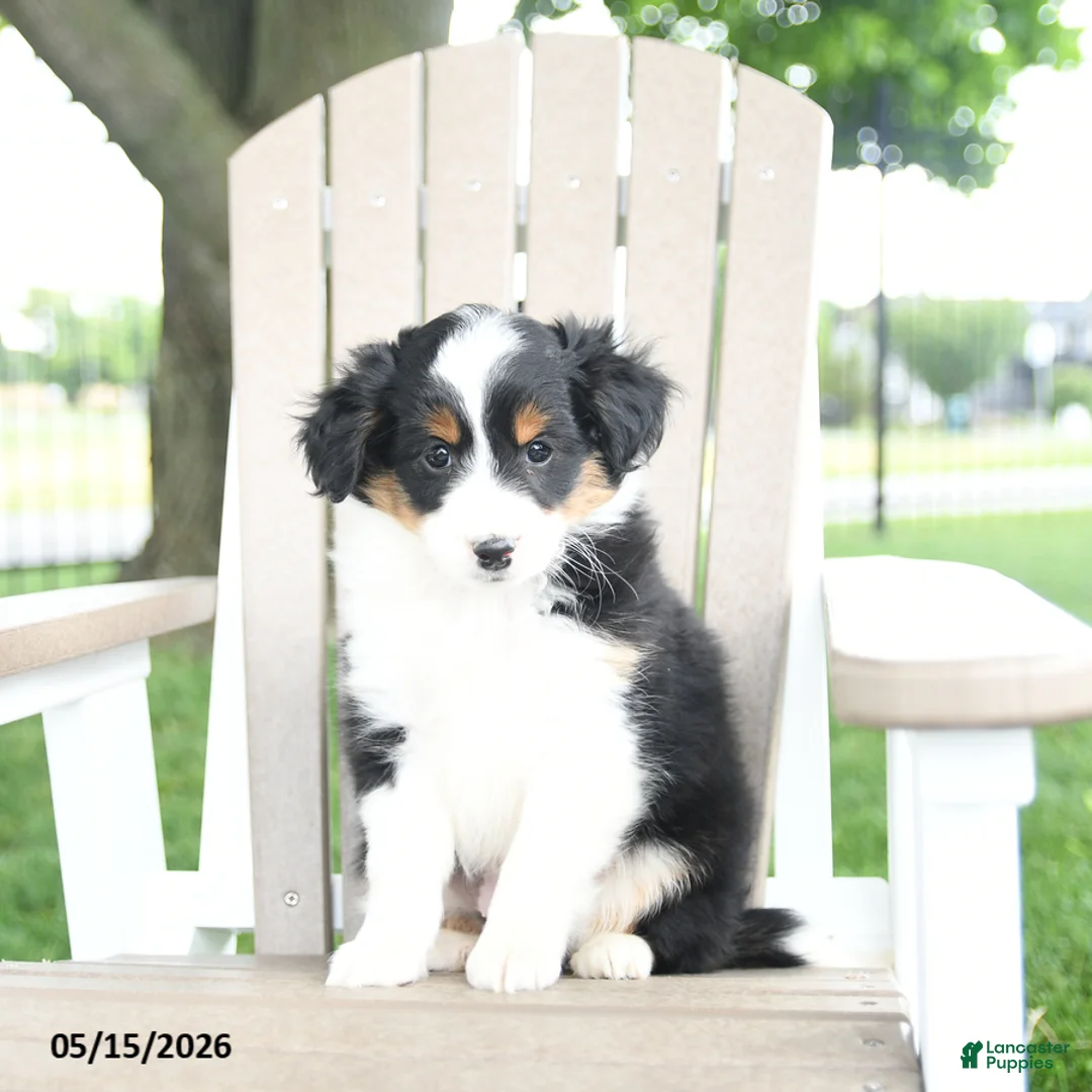 Mixed Breed dogs for sale: Rudi - Ad 2