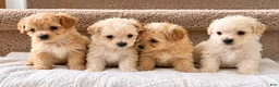 Maltipoo dogs for sale: Meet Coco — Adorable Maltipoo Puppy - Ad 10