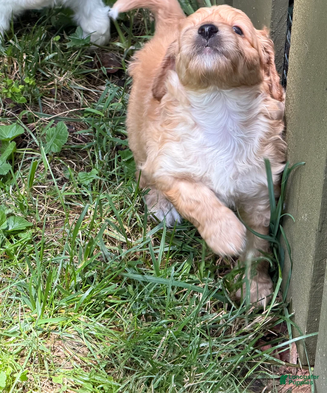 Aussiedoodle dogs for sale: Coach - Ad 2