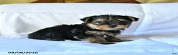 Yorkshire Terrier dogs for sale: Bingo - Ad 3