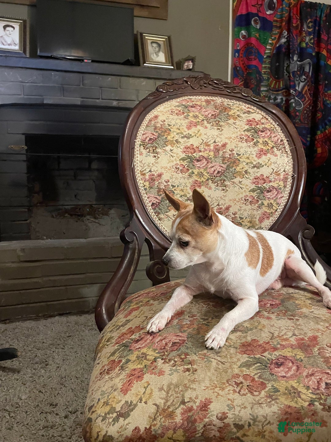 Chihuahua dogs for sale: Lucille - Ad 20