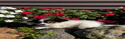 Papillon dogs for sale: Robin 🕊️ - Ad 4