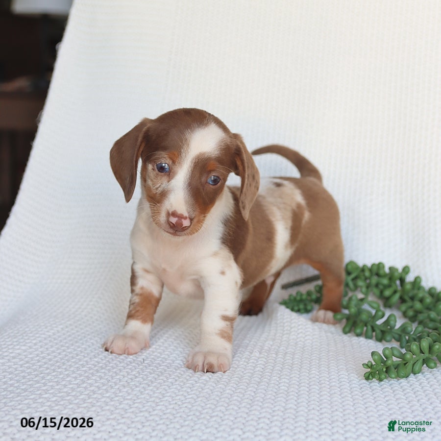 Miniature Dachshund dogs Dozer - Ad 1