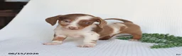 Miniature Dachshund dogs for sale: Dozer - Ad 1