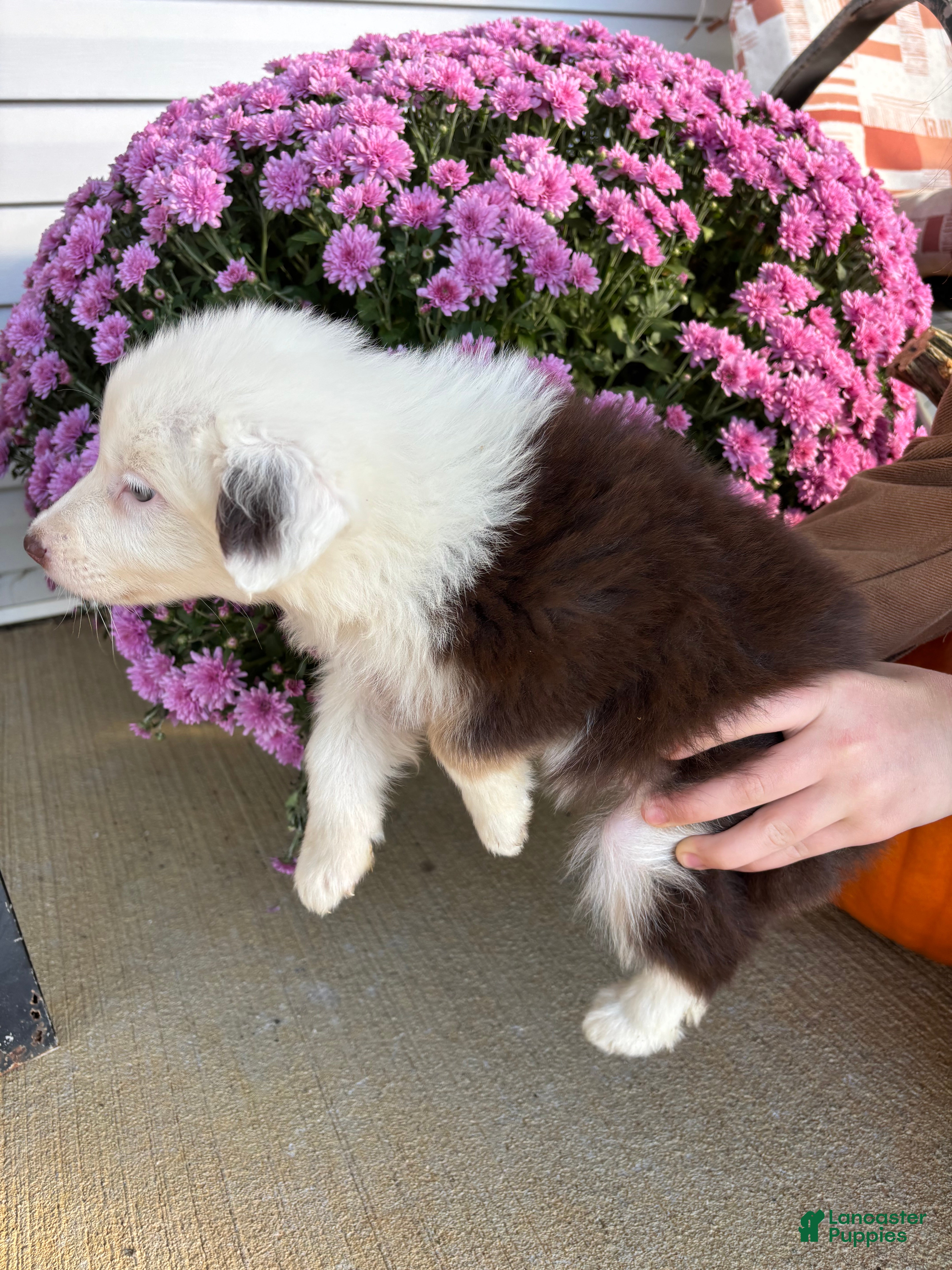 Australian Shepherd dogs for sale: Apple (AKC) - Ad 2