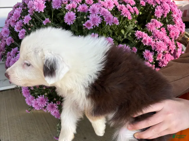 Australian Shepherd dogs for sale: Apple (AKC) - Ad 2