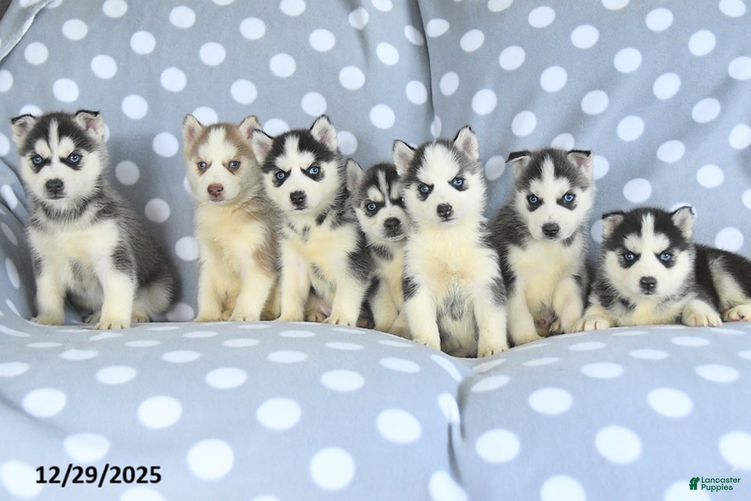 Siberian Husky dogs for sale: Rosie - Ad 5
